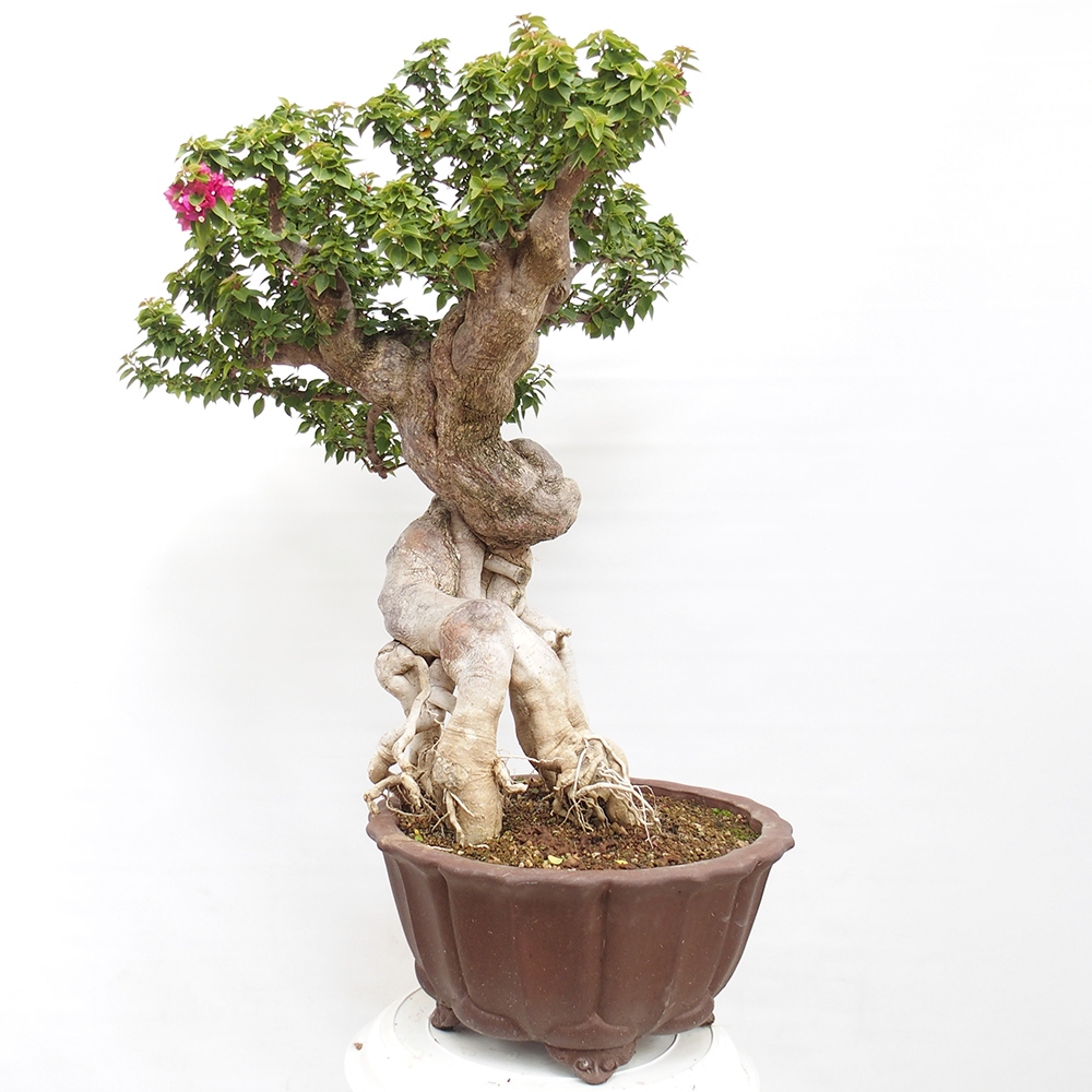 Kryte bonsai - Bouganwilea