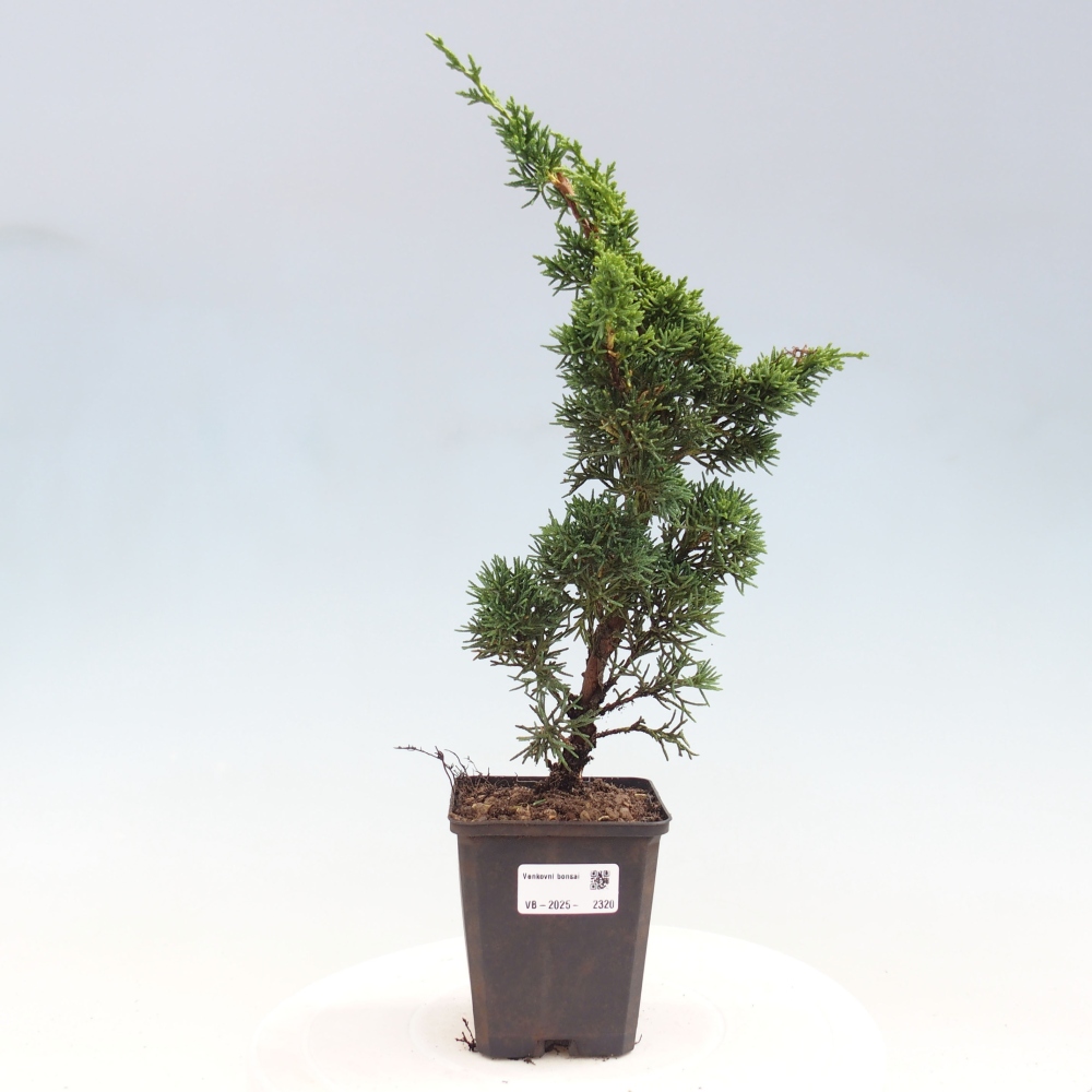 Outdoor bonsai - Juniperus chinensis Kishu - chiński jałowiec