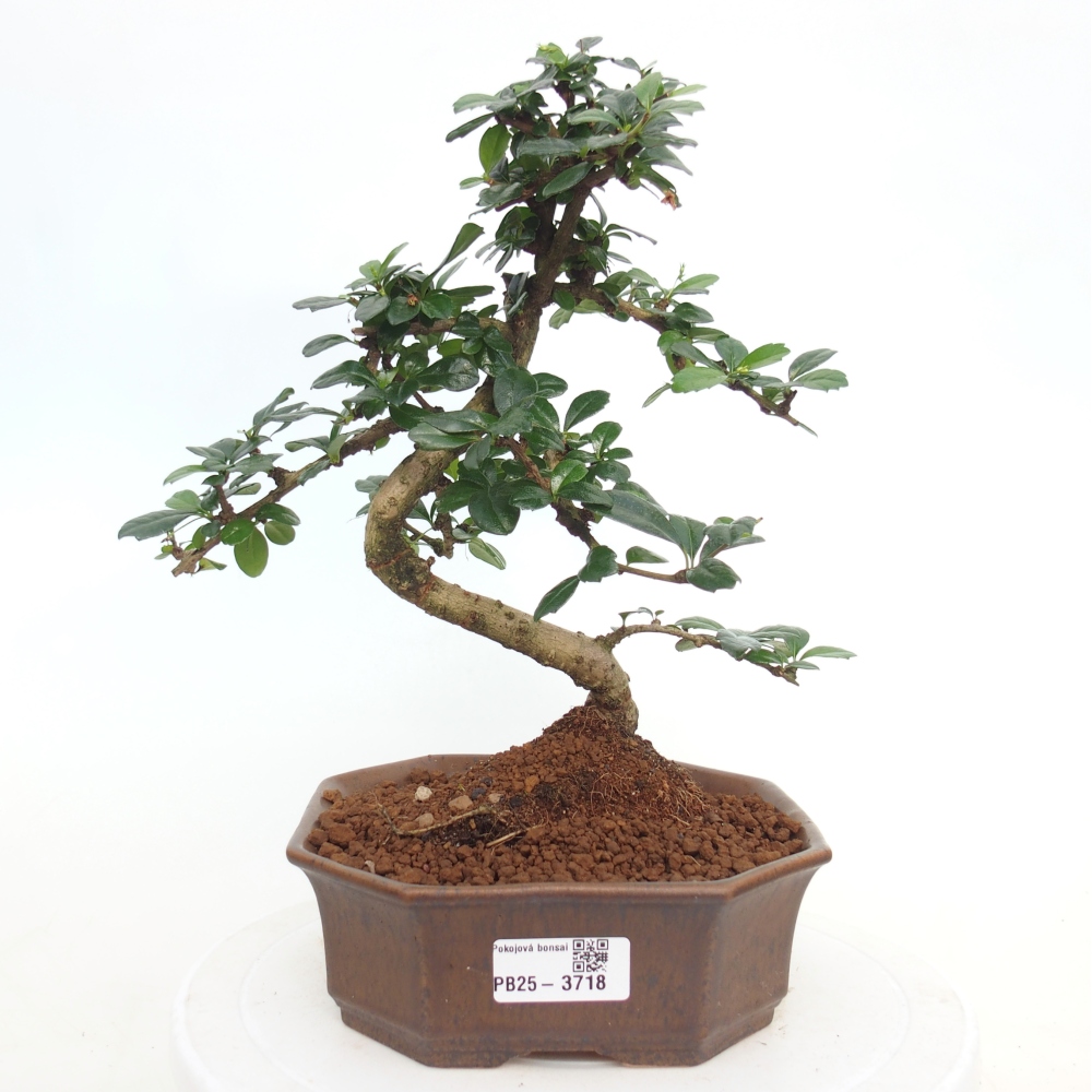 Bonsai pokojowe - Carmona macrophylla - Tea fuki