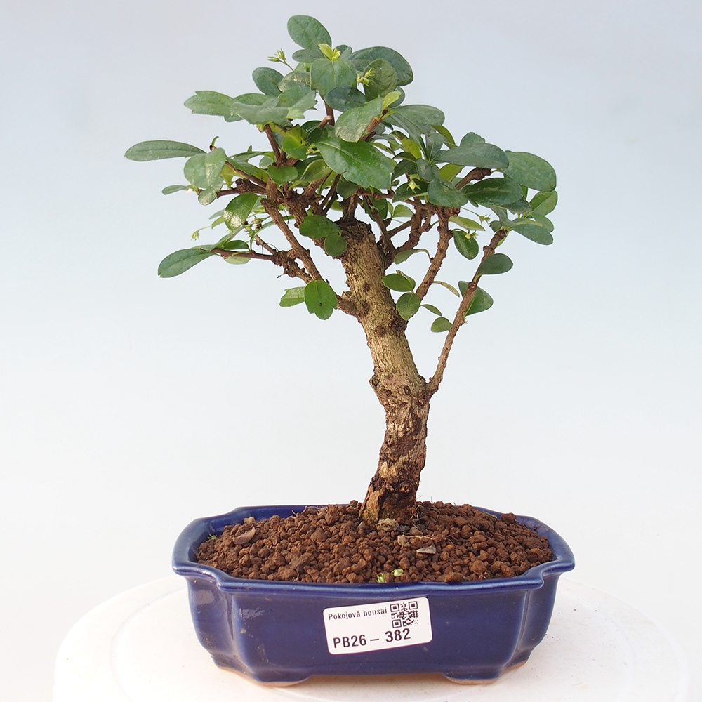 Bonsai pokojowe - Carmona macrophylla - Tea fuki