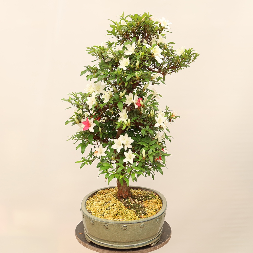 Bonsai zewnętrzne - Azalia japońska - Azalia CHIHIRO