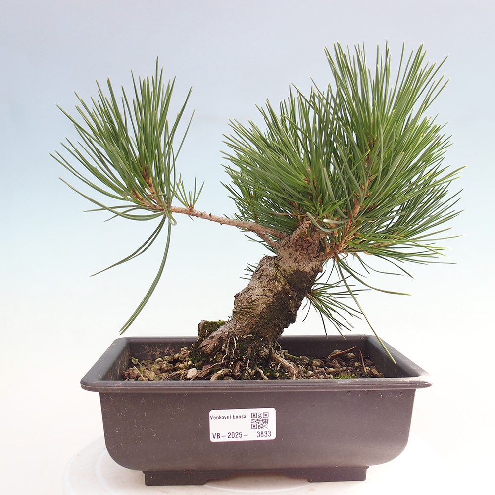 Outdoor bonsai - Pinus thunbergii - sosna Thunberga