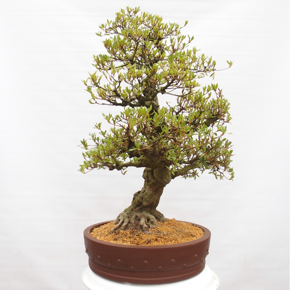 Bonsai zewnętrzne - Azalia japońska - Azalia Kotobukietsu