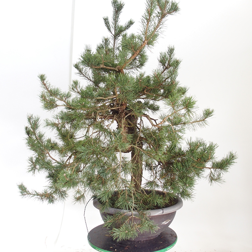 Yamadori - Pinus sylvestris Hiszpania
