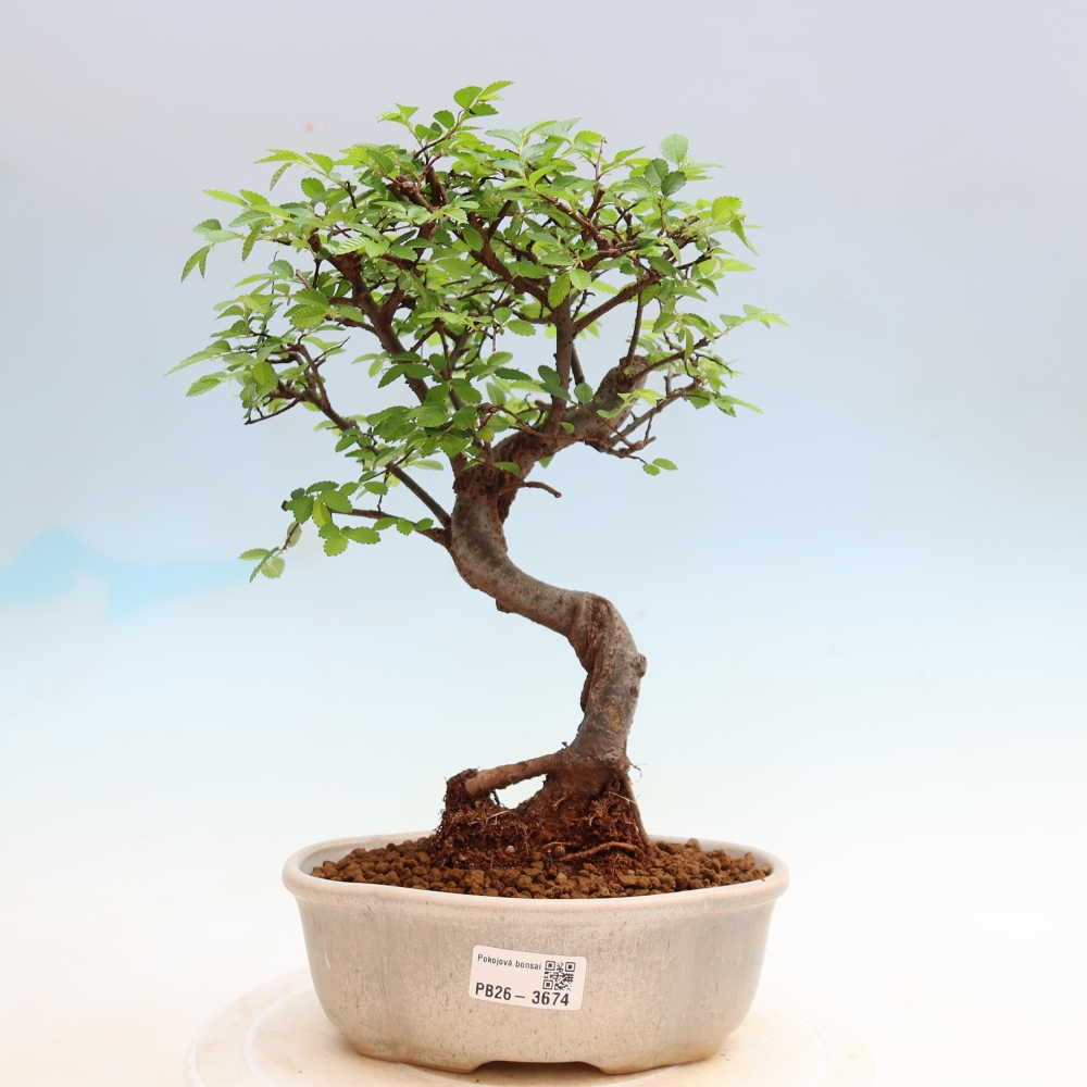 Pokój bonsai - Ulmus parvifolia - Wiąz drobnolistny
