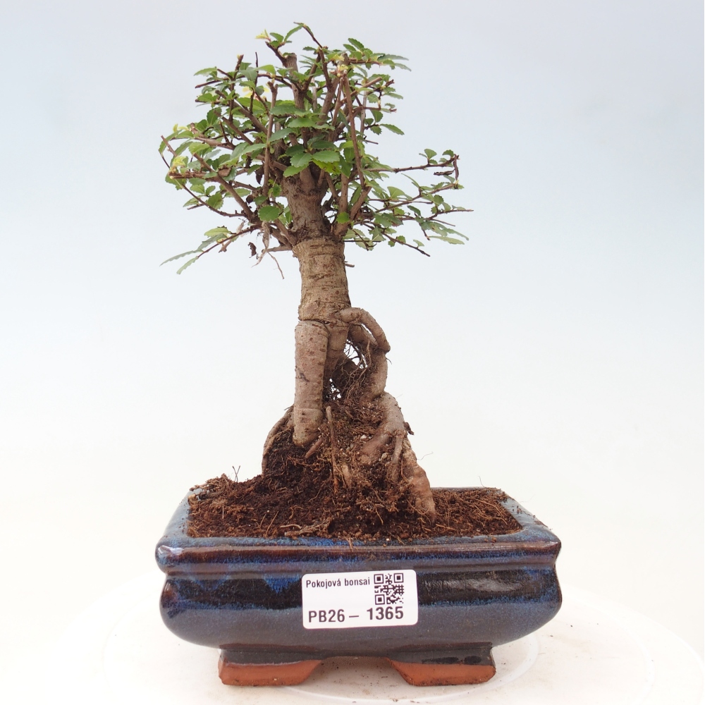 Pokój bonsai - Ulmus parvifolia - Wiąz drobnolistny