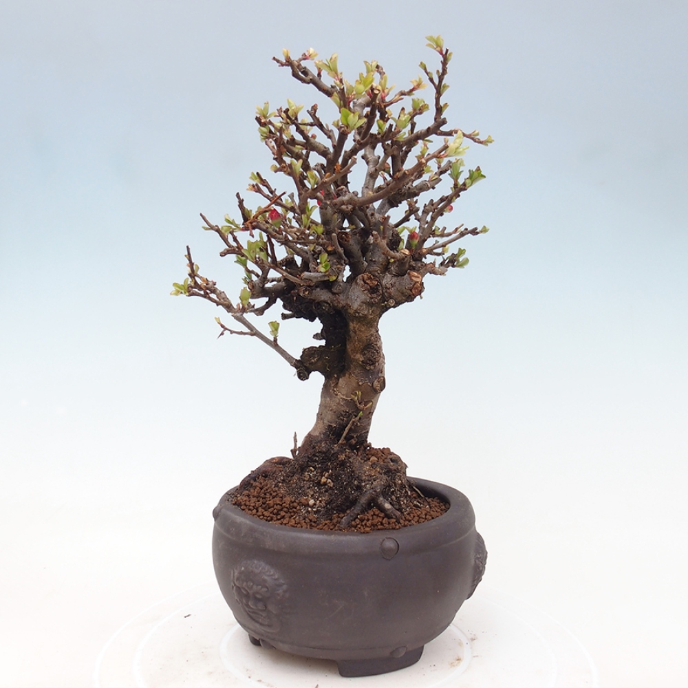 Bonsai zewnętrzne - Chaneomeles speciosa - Pigwa