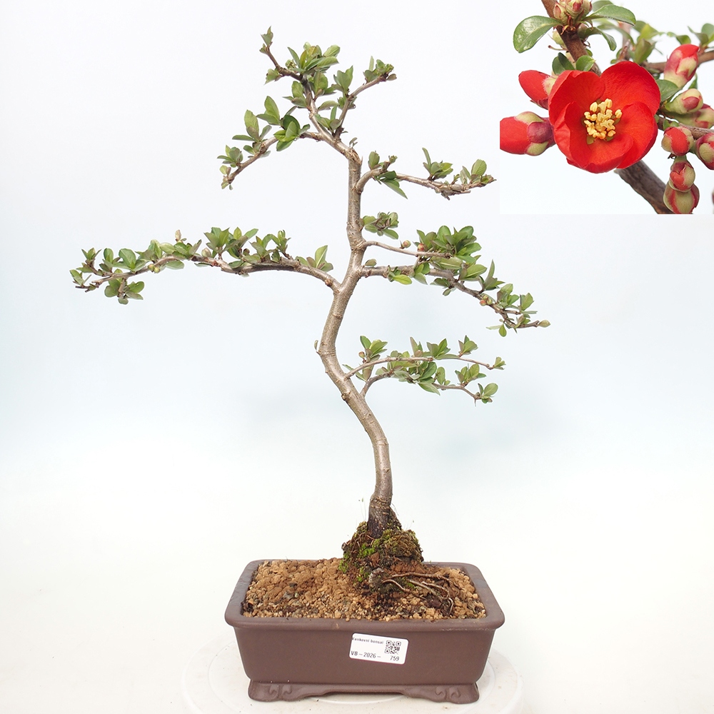 Outdoor bonsai - Chaneomeles sup. Nicoline - Pigwa
