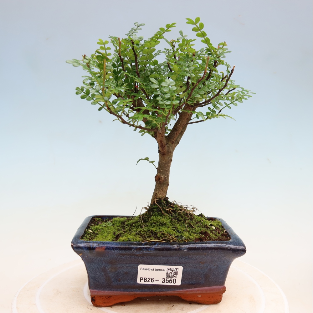 Pokój bonsai - Zantoxylum piperitum - drzewo pieprzowe