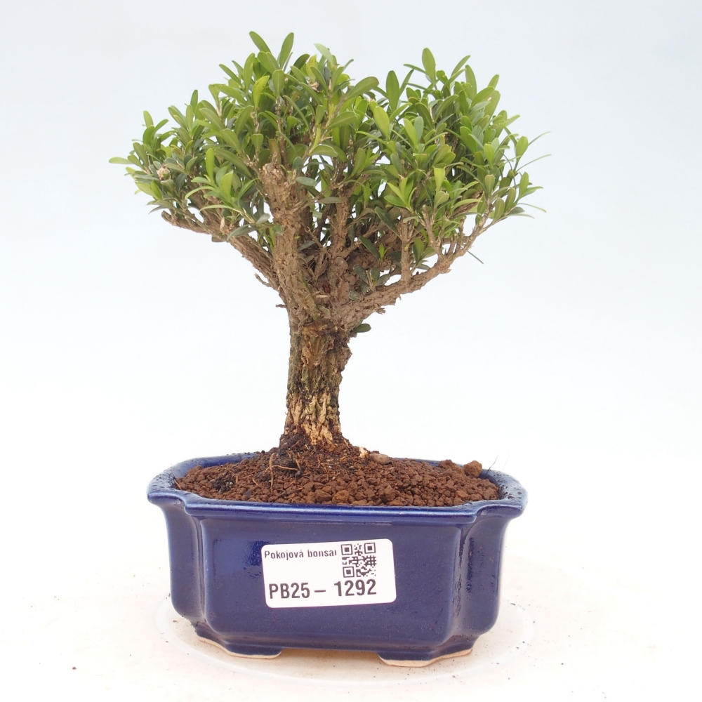 Bonsai pokojowe - Buxus harlandii - buxus korkowy