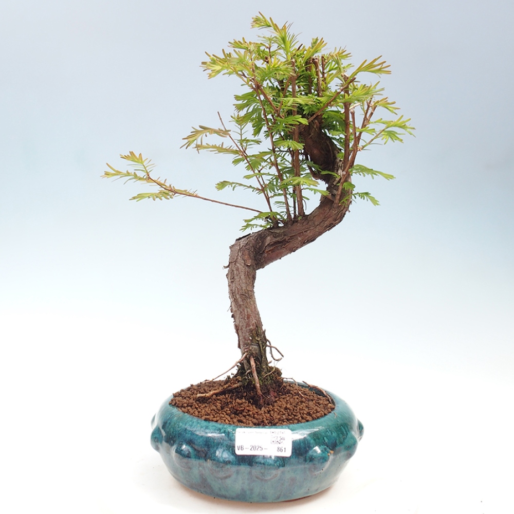 Outdoor bonsai - Metasequoia glyptostroboides - chińskie metasekvoje