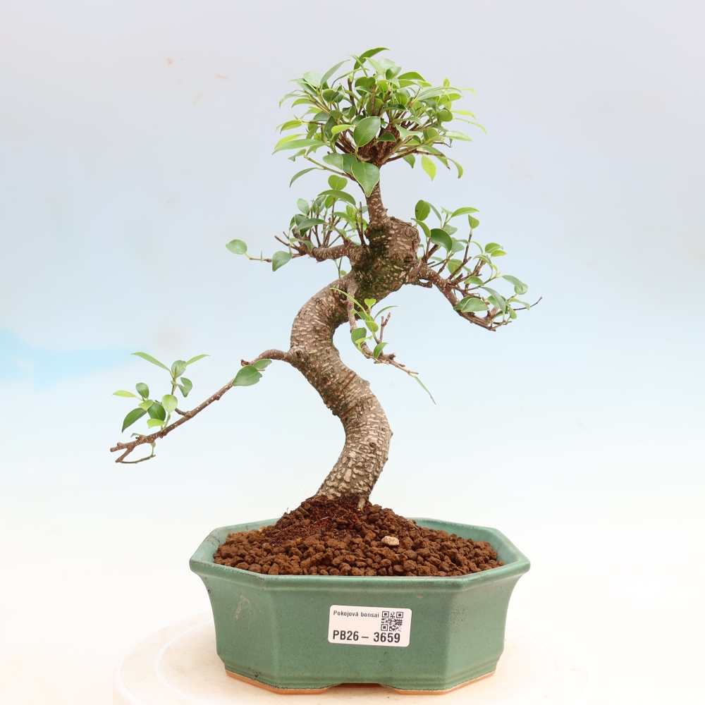 Pokój bonsai - Ficus kimmen - figowiec drobnolistny