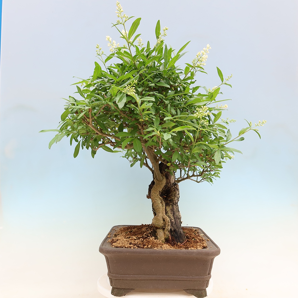 Outdoor bonsai - Ligustrum vulgare - Ptasi dziób