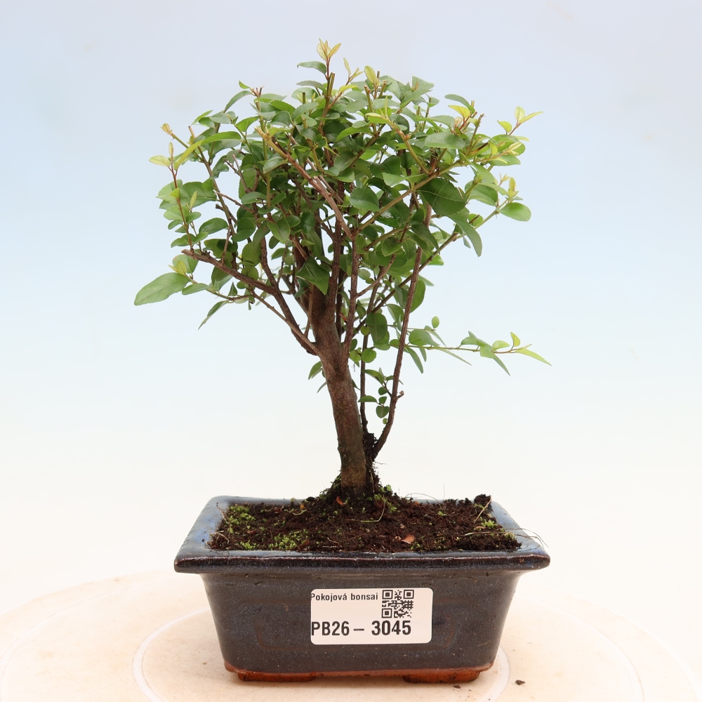 Bonsai pokojowe - Sageretia thea - Sageretia thea