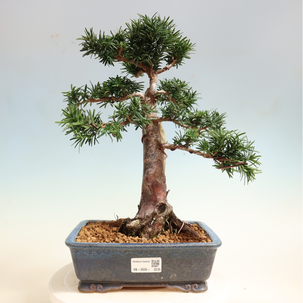 Bonsai ogrodowe – Taxus cuspidata – cis japoński
