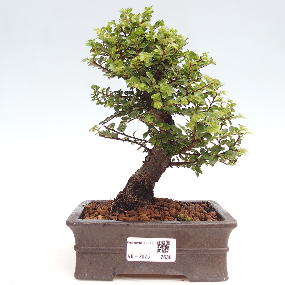 Bonsai zewnętrzne - Ulmus parvifolia Hokkaido - wiąz chiński