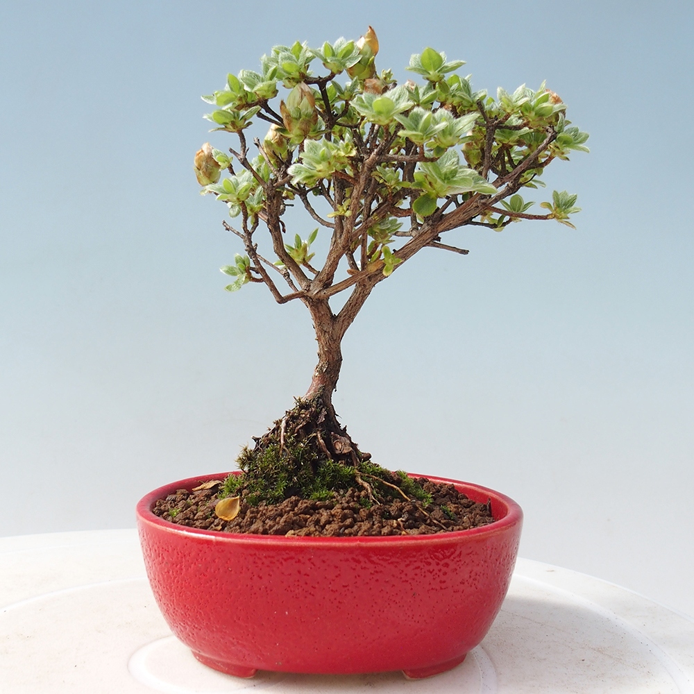Outdoor bonsai - Rododendron indicum - Azalia japońska