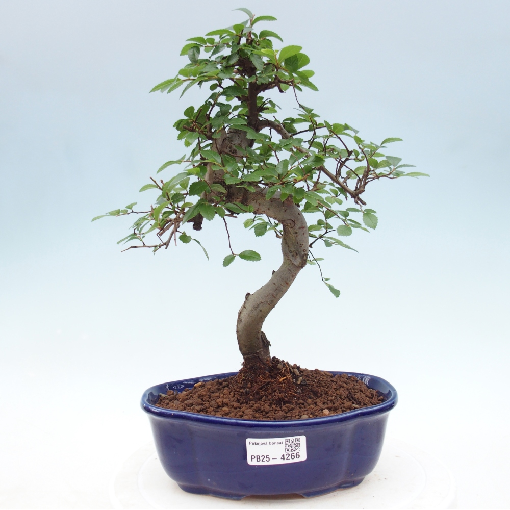 Pokój bonsai - Ulmus parvifolia - Wiąz drobnolistny