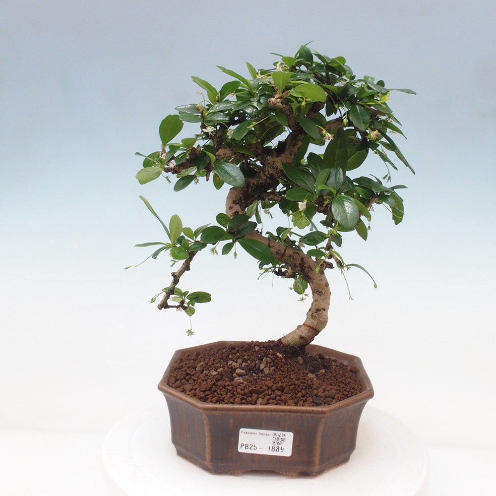 Pokój bonsai - Carmona macrophylla - Tea fuki