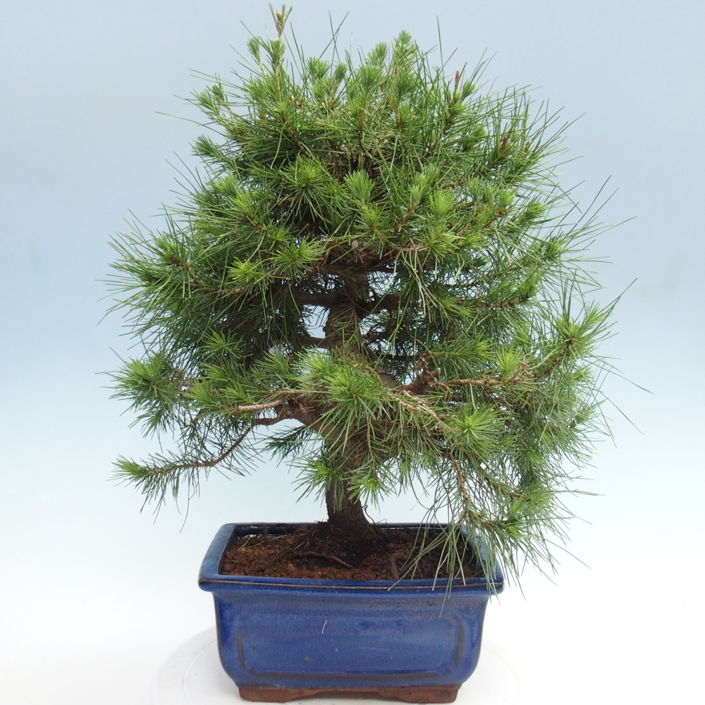 Pokój bonsai - Pinus halepensis - Sosna z Aleppo