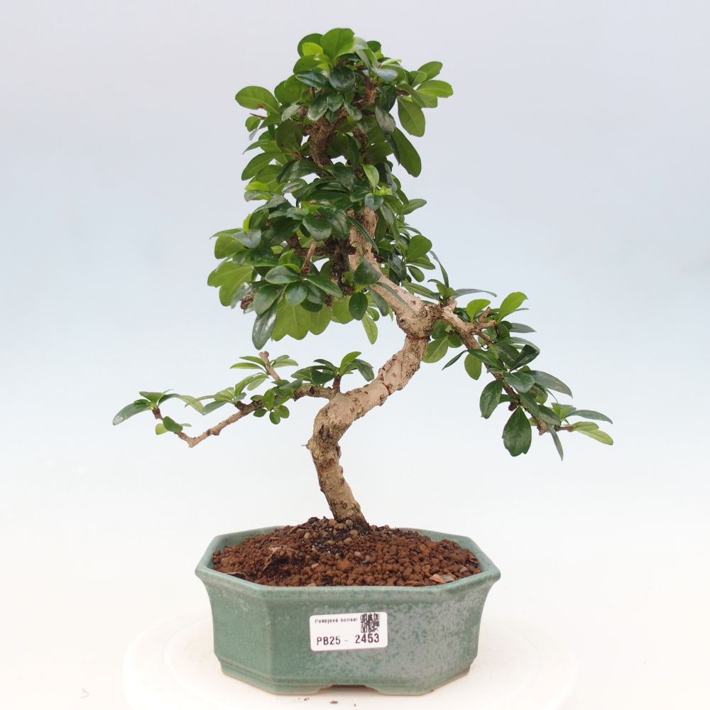 Pokój bonsai - Carmona macrophylla - Tea fuki