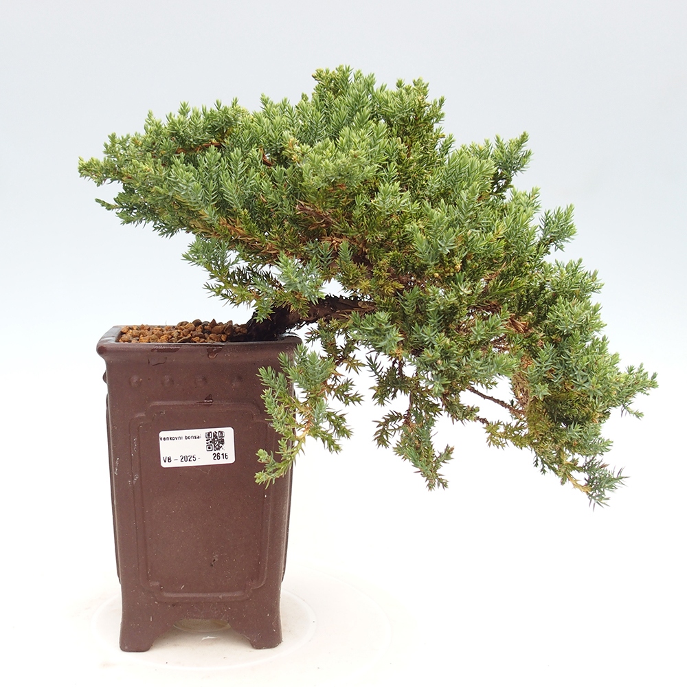 Bonsai na świeżym powietrzu - Juniperus procumbens - Jałowiec prostaty