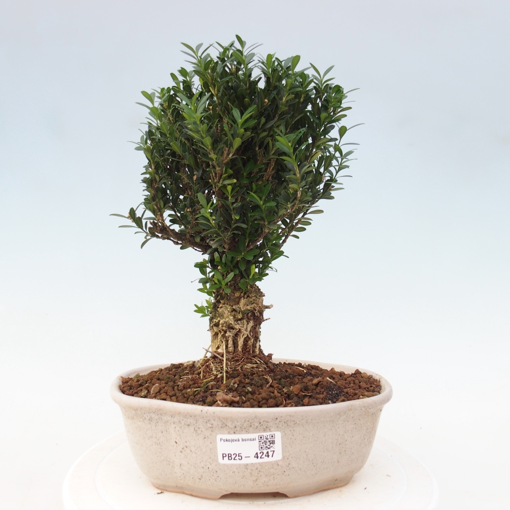Pokój bonsai - Buxus harlandii - buxus korkowy