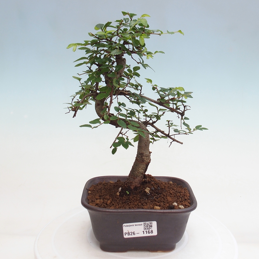 Pokój bonsai - Ulmus parvifolia - Wiąz drobnolistny
