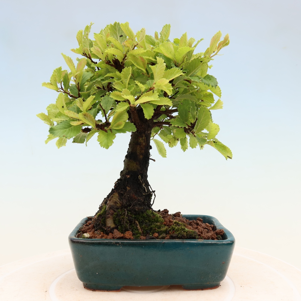 Bonsai zewnętrzne - Zelkova - Zelkova NIRE