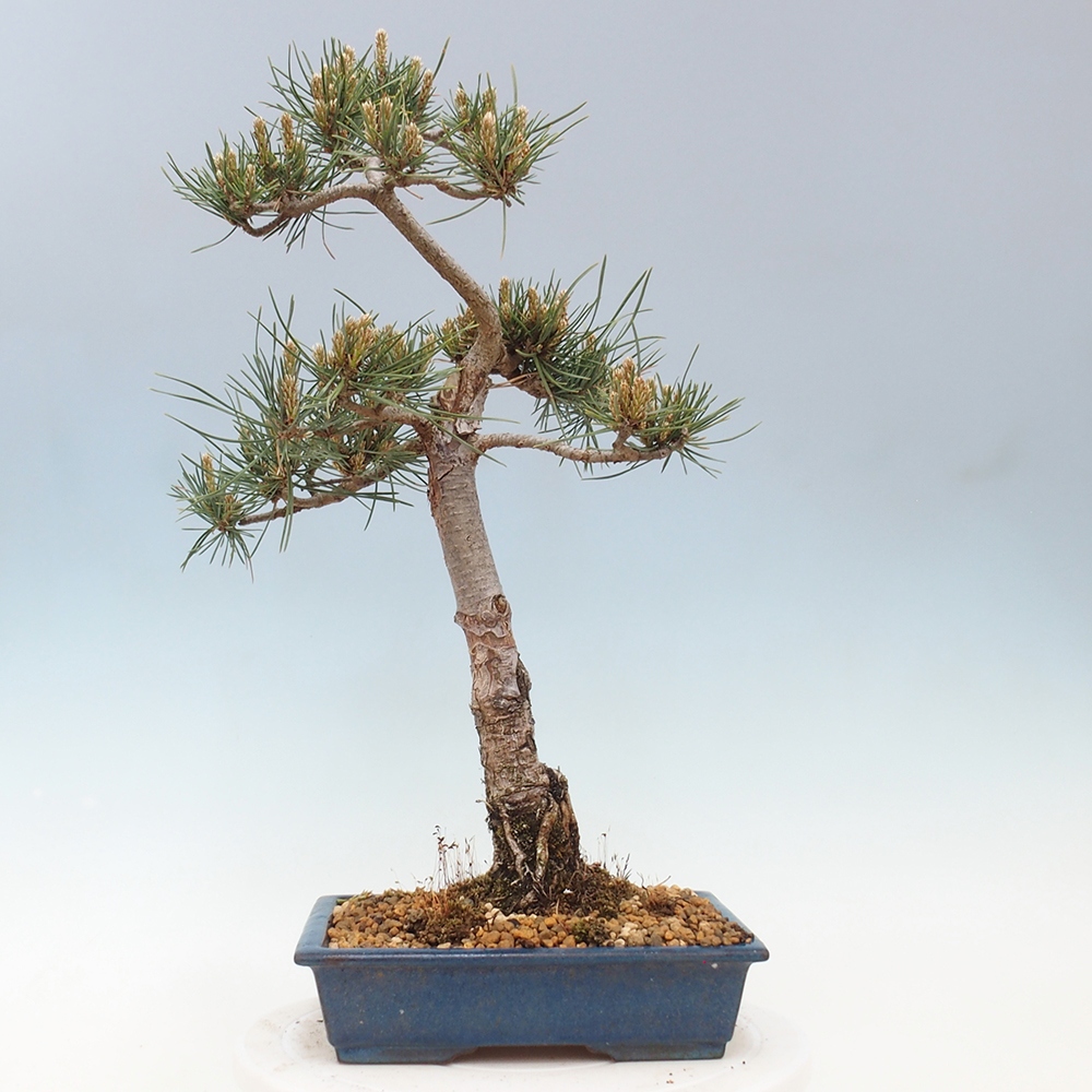Outdoor bonsai - Pinus Sylvestris - sosna zwyczajna