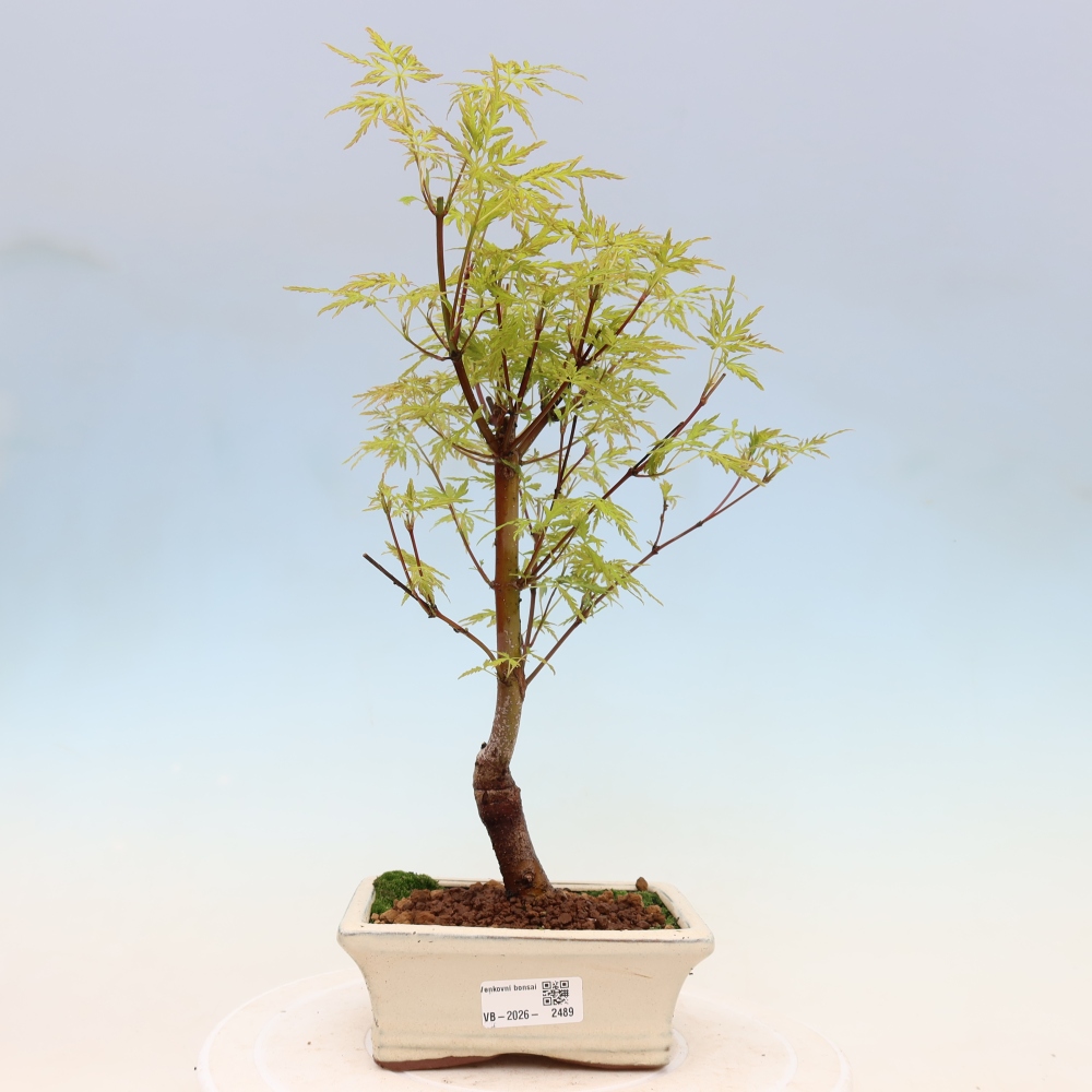 Bonsai ogrodowe – Acer palmatum Dissectum – klon palmowy 