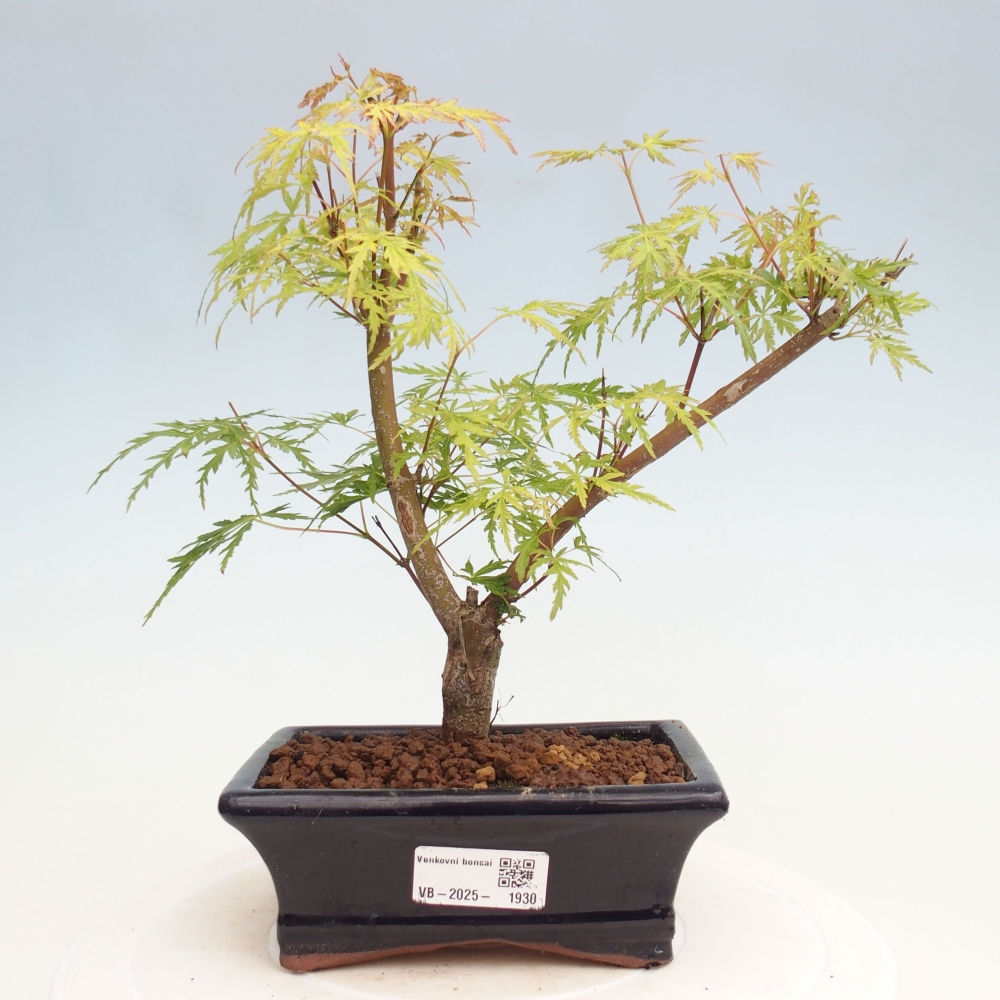 Outdoor bonsai - Acer palmatum Dissectum - Klon japoński 