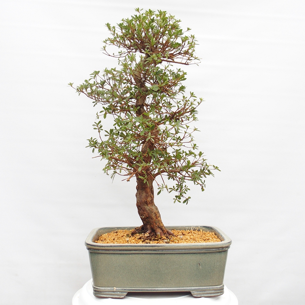 Bonsai zewnętrzne - Azalia japońska - Azalia satsuki