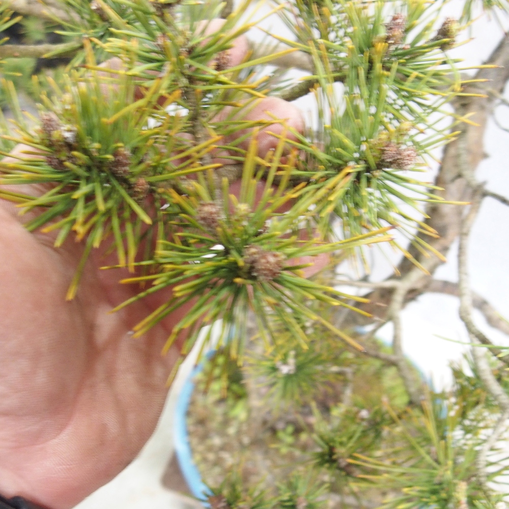 Yamadori - Pinus sylvestris 