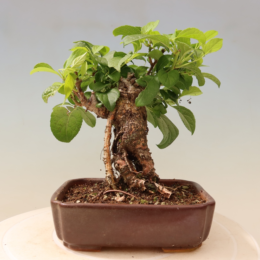 Bonsai zewnętrzne - Celastrus orbiculatus