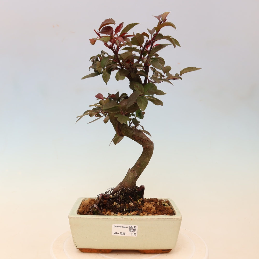 Outdoor bonsai - Malus domestica - Jabłoń czerwonolistna o małych owocach