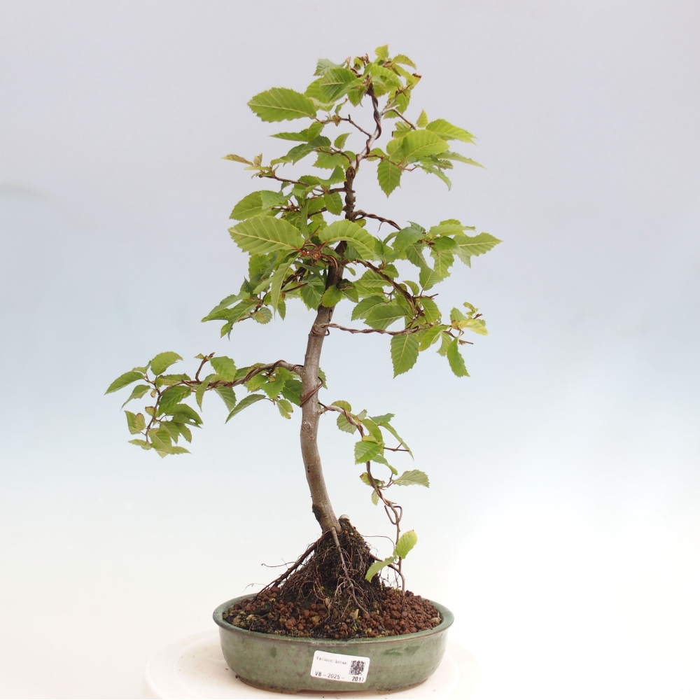 Bonsai zewnętrzne - Grab - Carpinus betulus