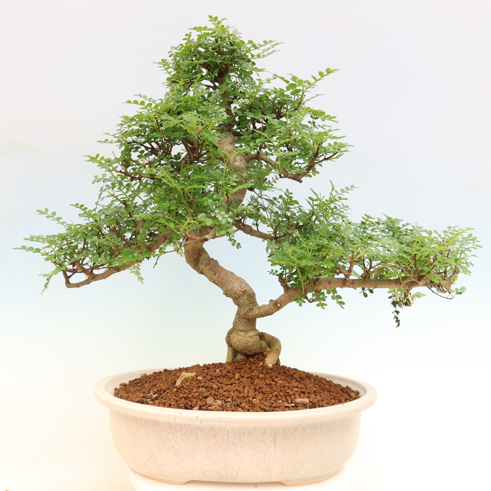 Pokój bonsai - Zantoxylum piperitum - drzewo pieprzowe