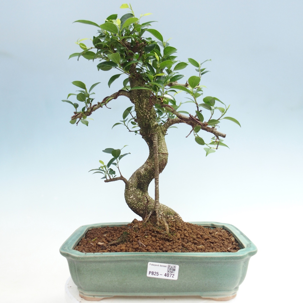 Pokój bonsai - Ficus kimmen - figowiec drobnolistny