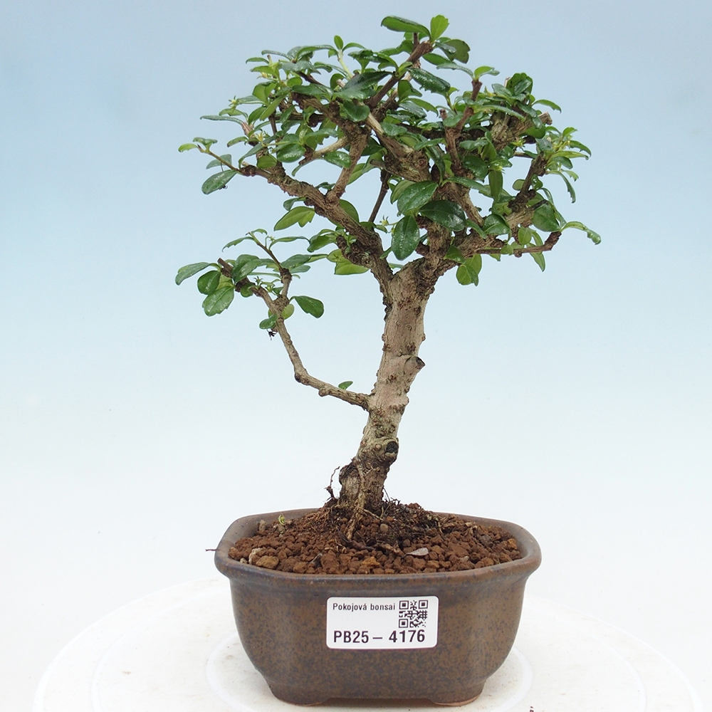 Bonsai wewnętrzne - Carmona makrophylla - Herbata Fuki