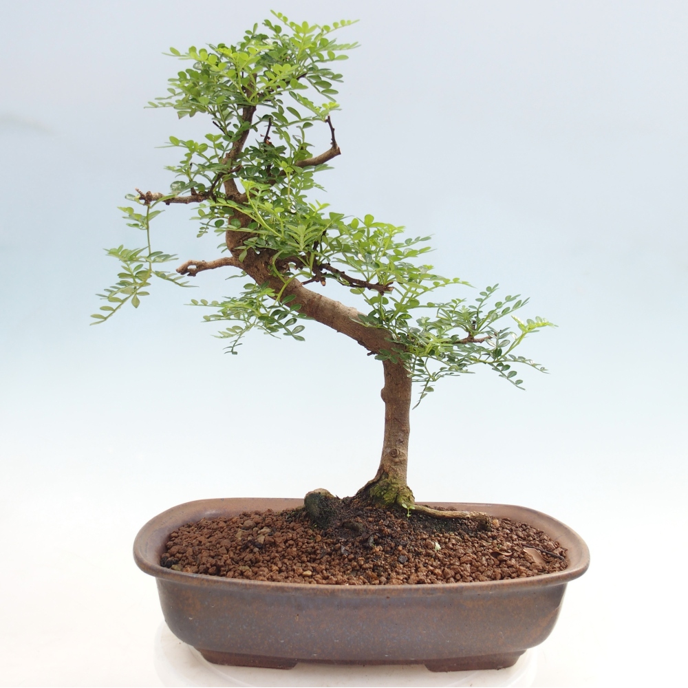 Pokój bonsai - Zantoxylum piperitum - drzewo pieprzowe