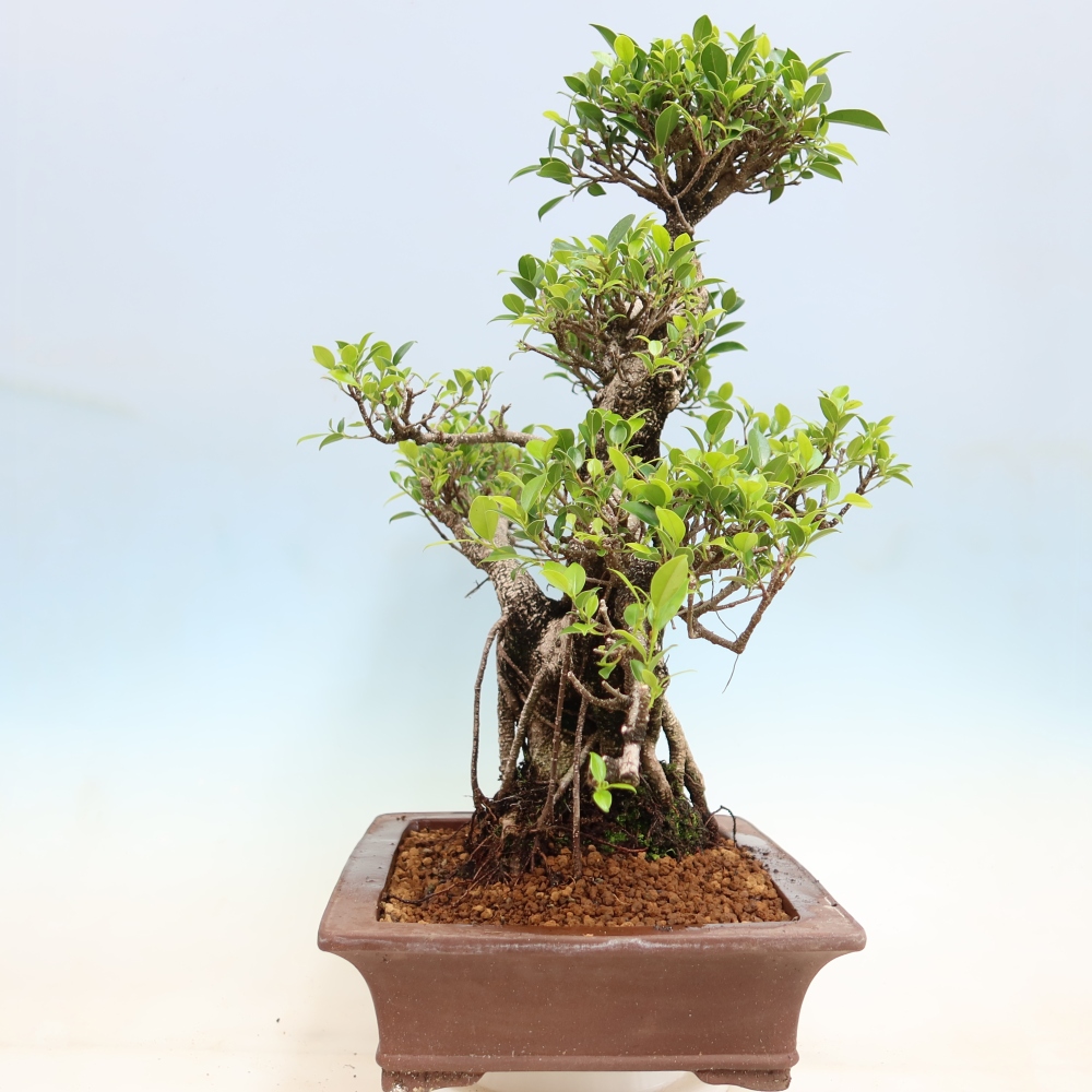 Pokój bonsai - Ficus kimmen - figowiec drobnolistny