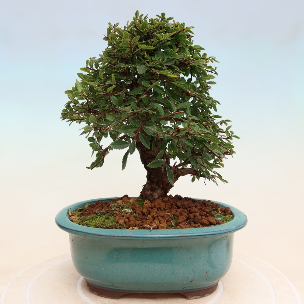 Bonsai zewnętrzne - Zelkova - Zelkova NIRE