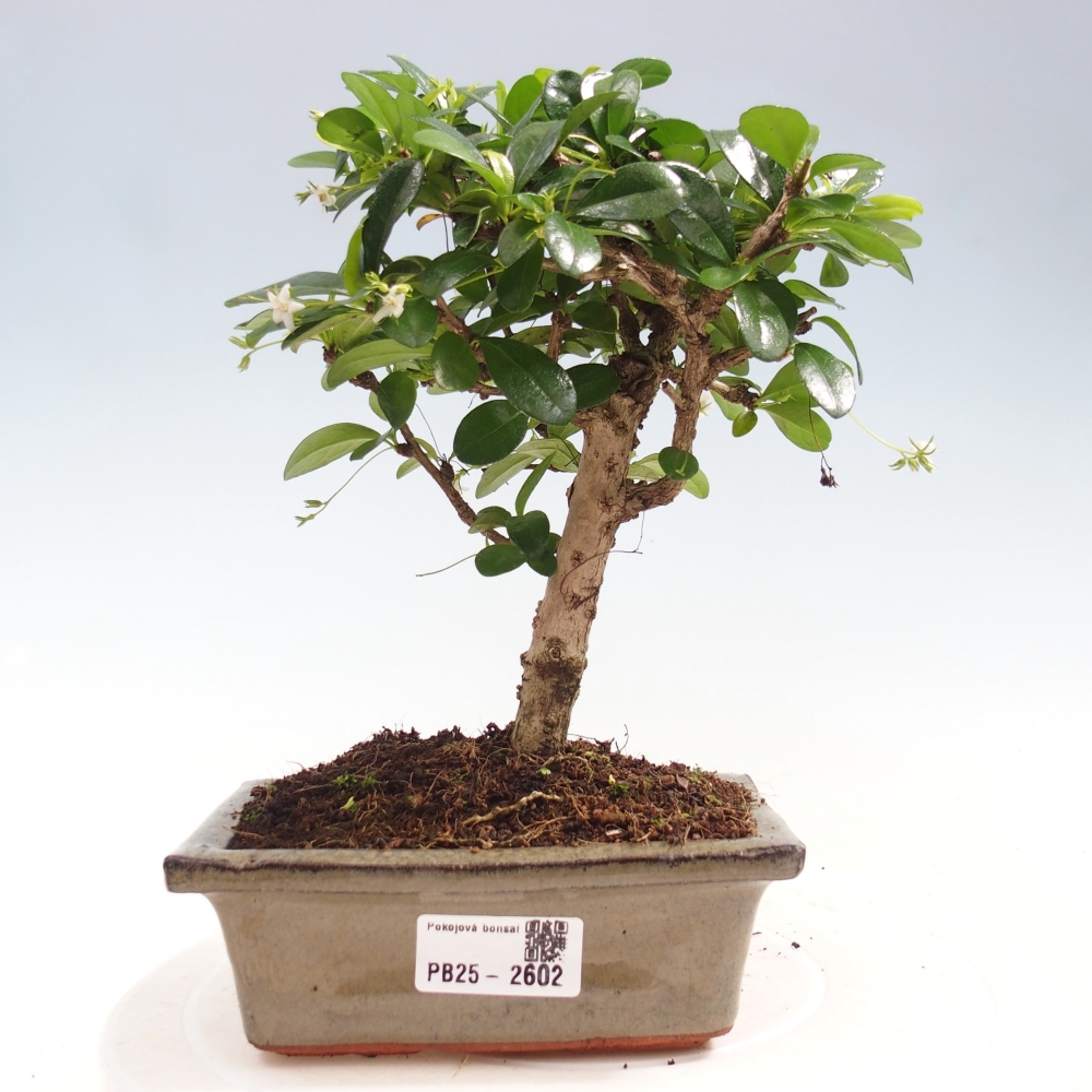 Bonsai wewnętrzne - Carmona makrophylla - Herbata Fuki