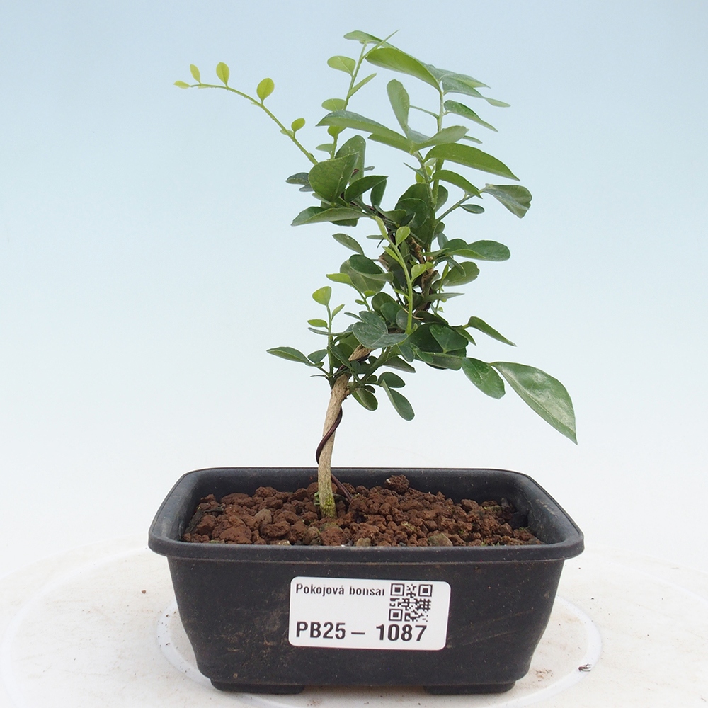 Pokój bonsai - Muraya paniculata