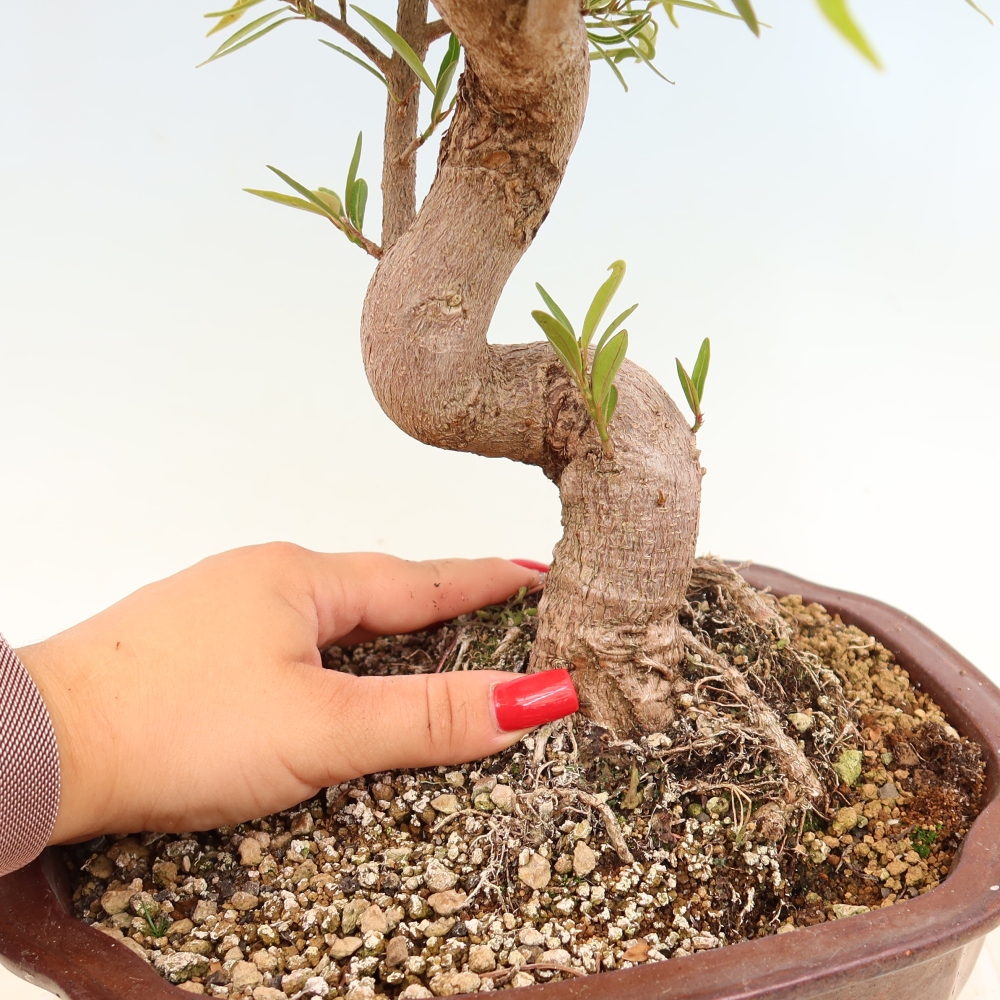 Pokój bonsai - Ficus nerifolia - figowiec drobnolistny