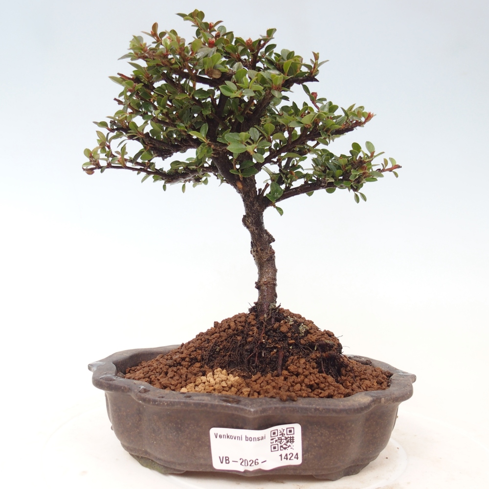Outdoor bonsai - irga pozioma - Rocky Mountain