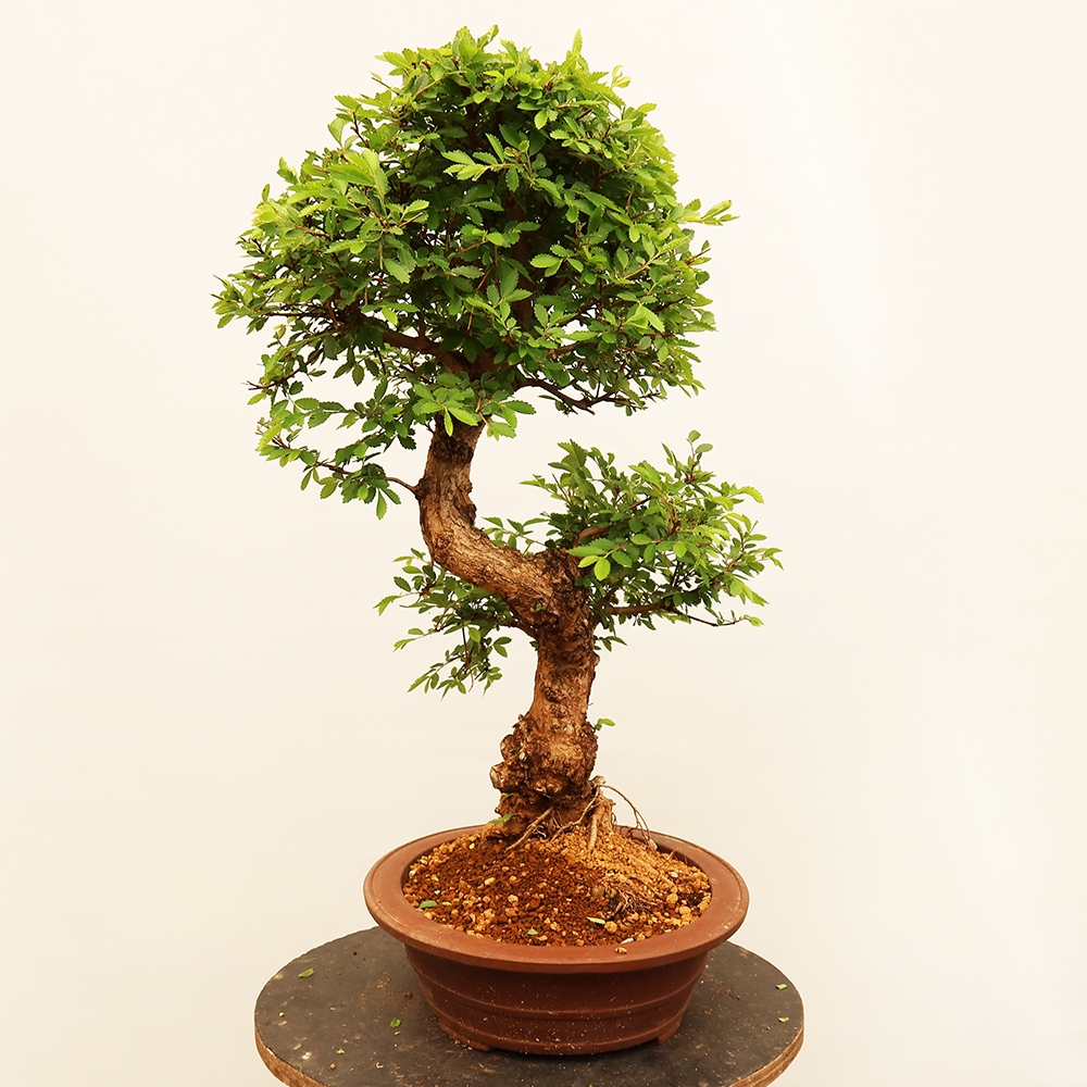 Bonsai na świeżym powietrzu - Zelkova - Zelkova NIRE