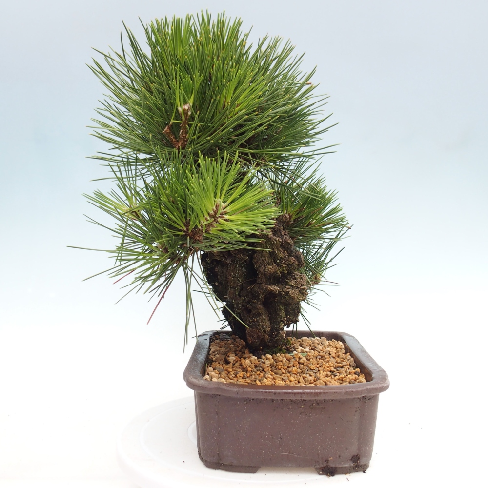 Bonsai ogrodowe - Pinus thunbergii - Sosna Thunbergia