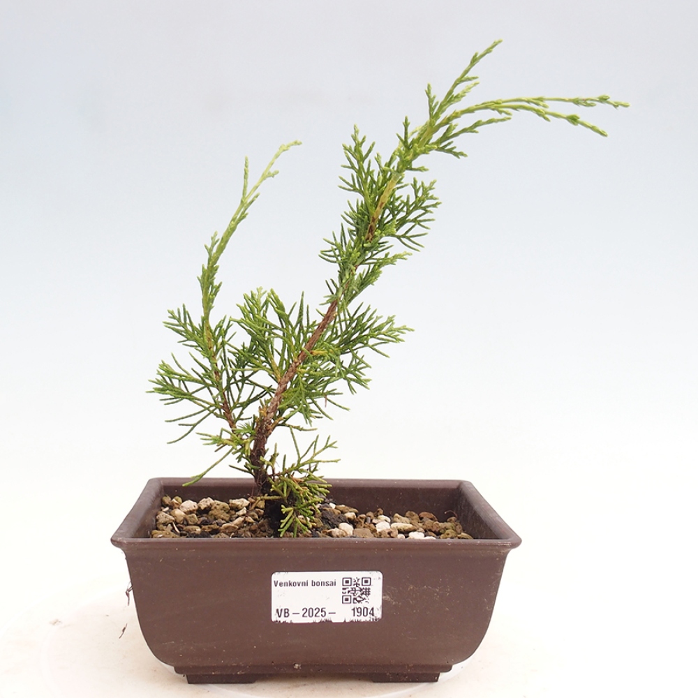 Outdoor bonsai - Juniperus chinensis Itoigawa - Jałowiec chiński